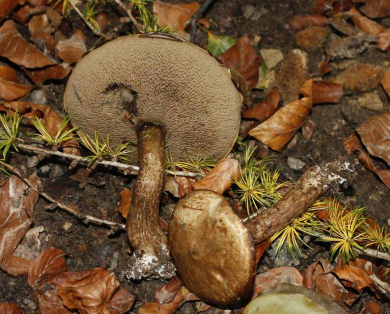 Suillus viscidus (L.) Roussel 1796 Fliegenpilz Myko AG im